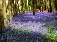 bluebells 217 x 162