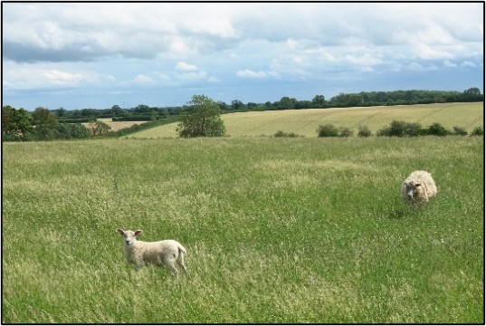 Westfield sheep