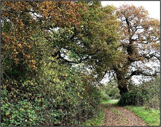 Yardley walk