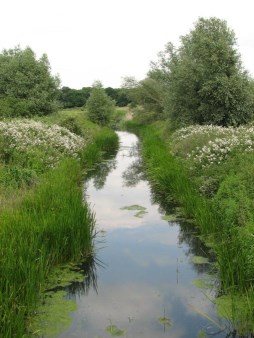 Aveley meadow